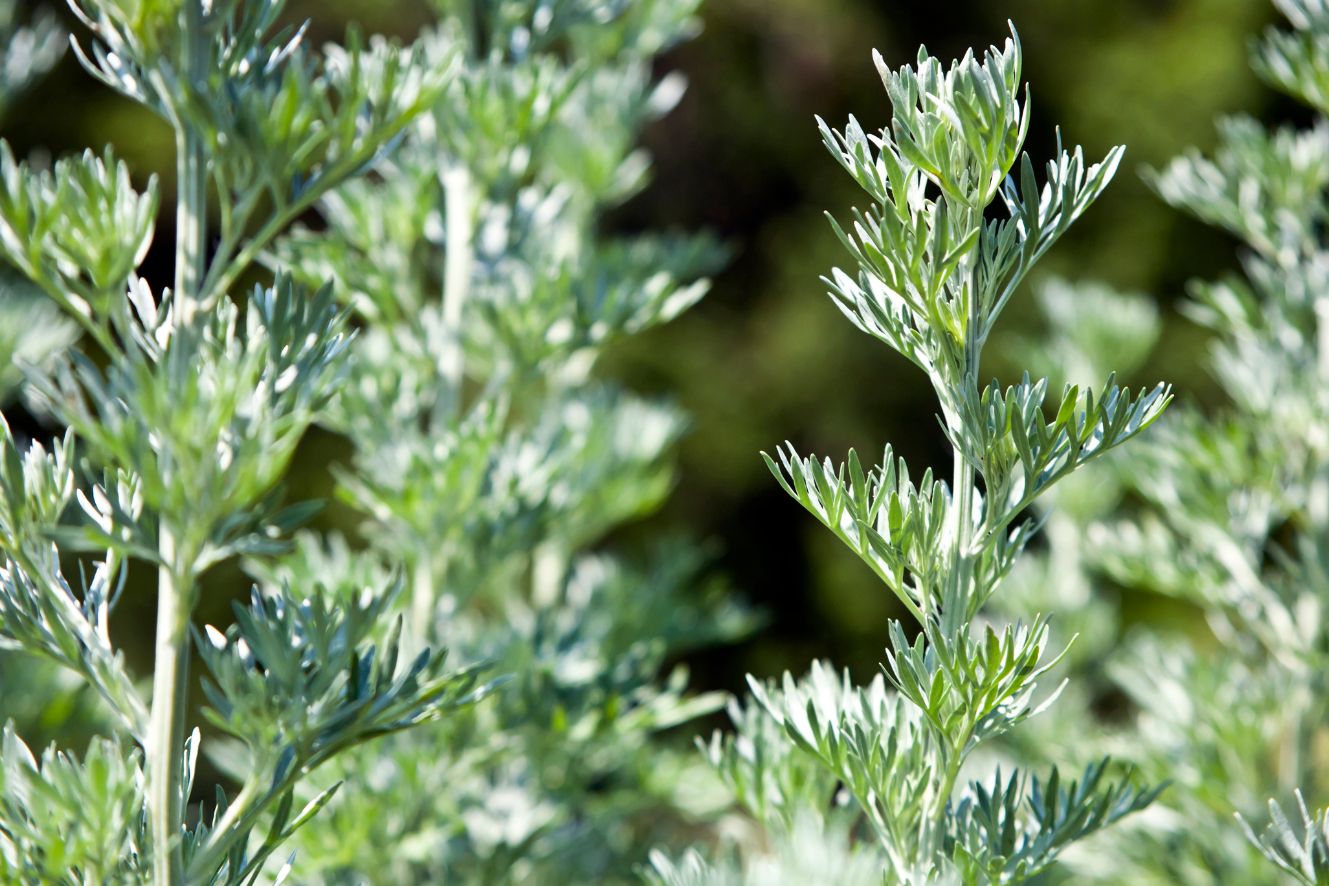 Enhance your garden - Shop Artemisia Annua Seeds!