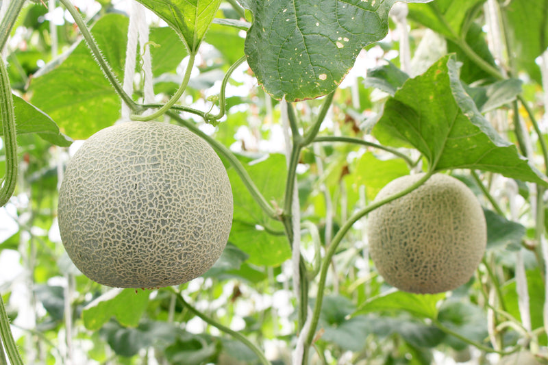 Cultivate flavor with Cantaloupe Seeds!