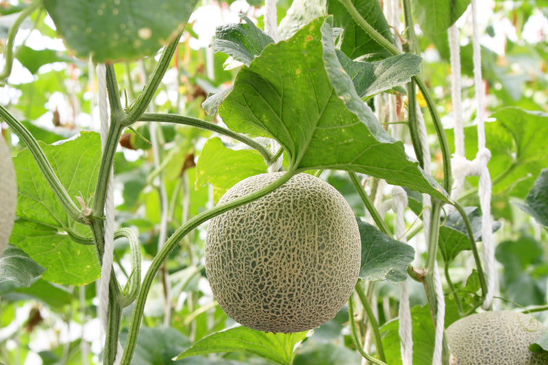 Tempting Cantaloupe Melon Seeds for sale!