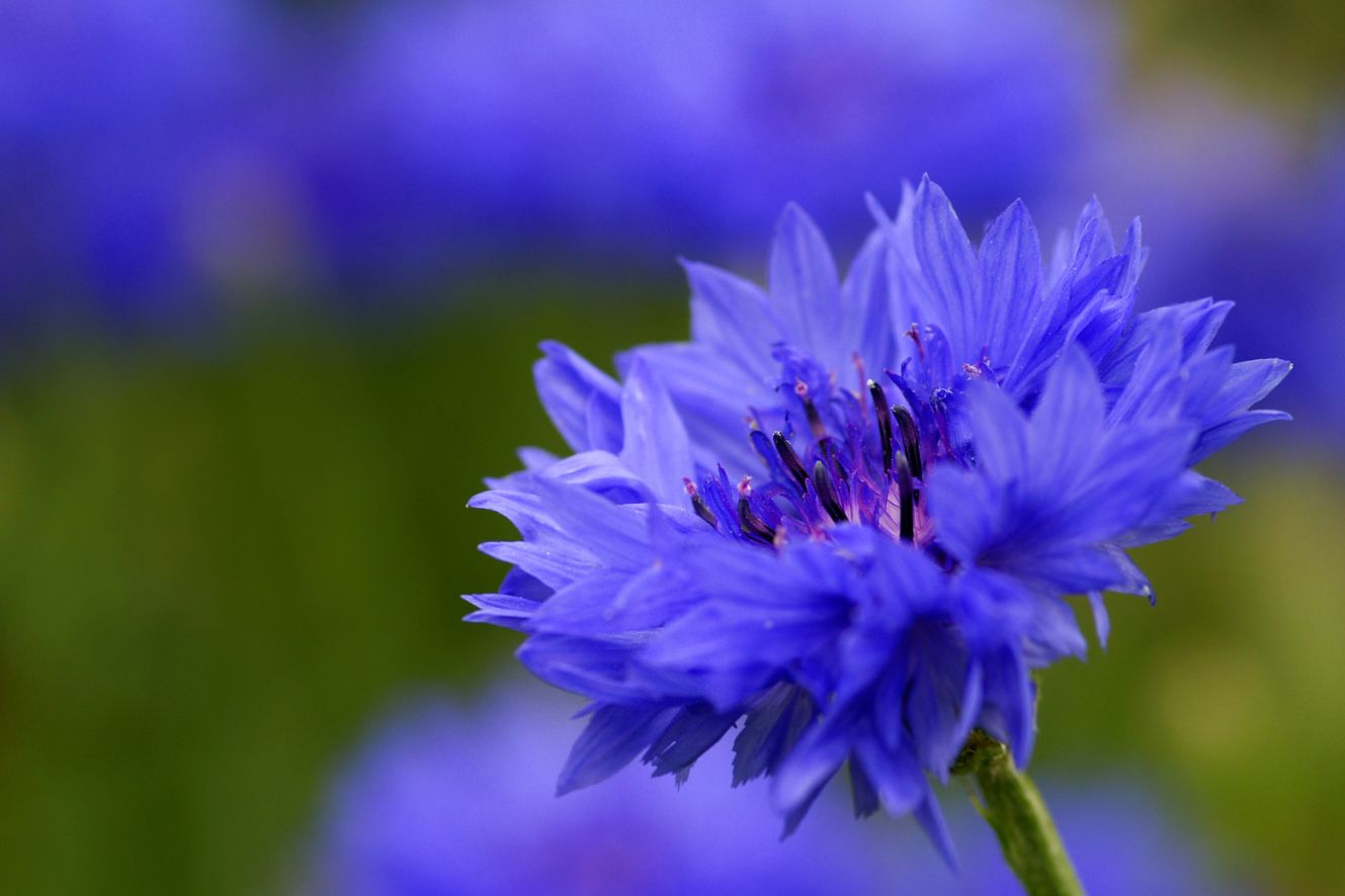 Premium quality Centaurea Cyanus seeds for sale online. Ideal for planting or research purposes, these seeds produce beautiful blue cornflowers.