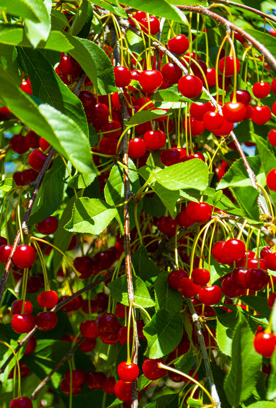Buy Seeds | Cherries Tree Seeds | Prunus Avium - Oragnic, Heirloom