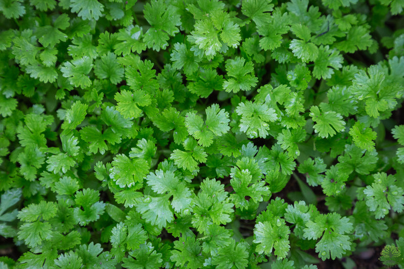 Cultivate flavor with Coriander Seeds!