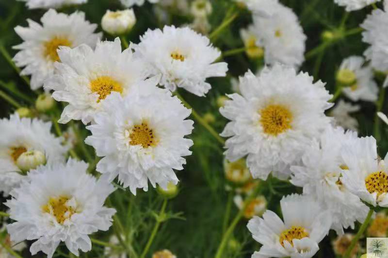 Cosmos Double White Flower Seeds