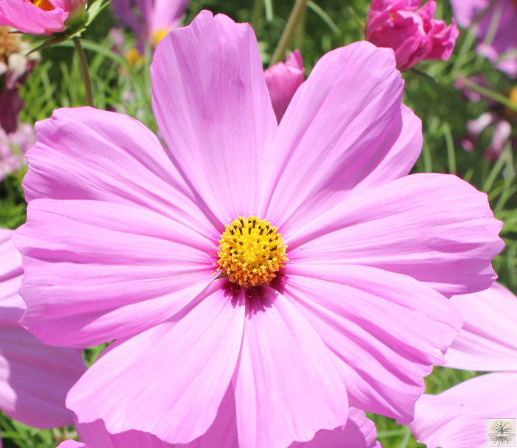 Pink Cosmos Dwarf Flower Seeds