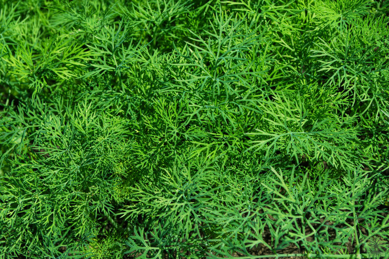 Buy Seeds | Herb Dill Diana Seeds - Buy Organic Plant Seeds