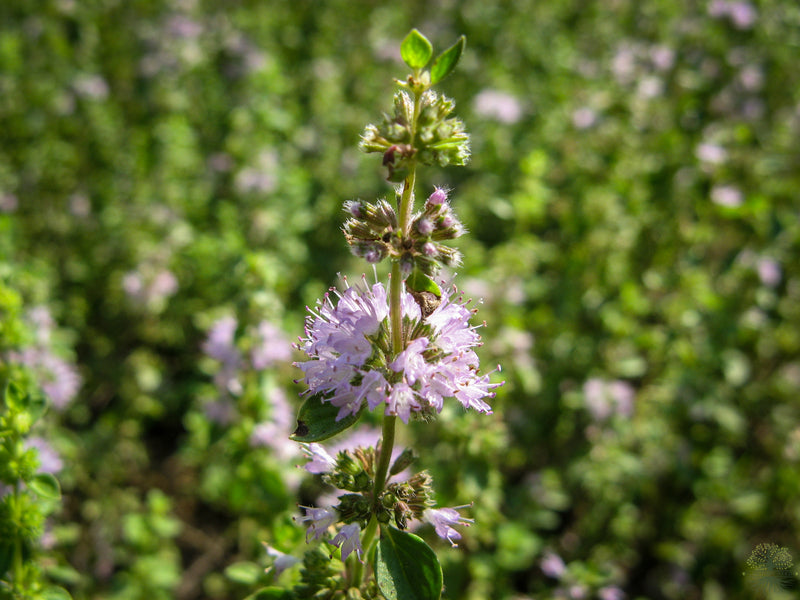 Blossom with Pennyroyal Seeds - Shop now!