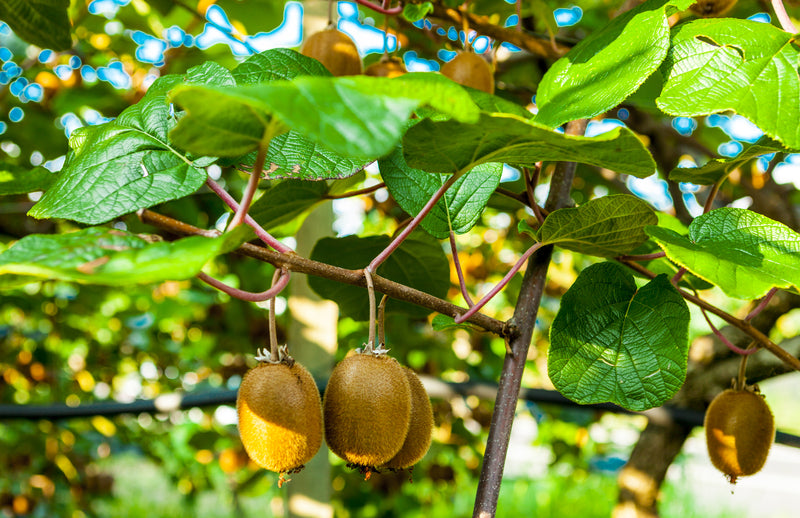 Premium Kiwi Fruit Seeds - Start a delectable journey with these high-quality kiwi seeds