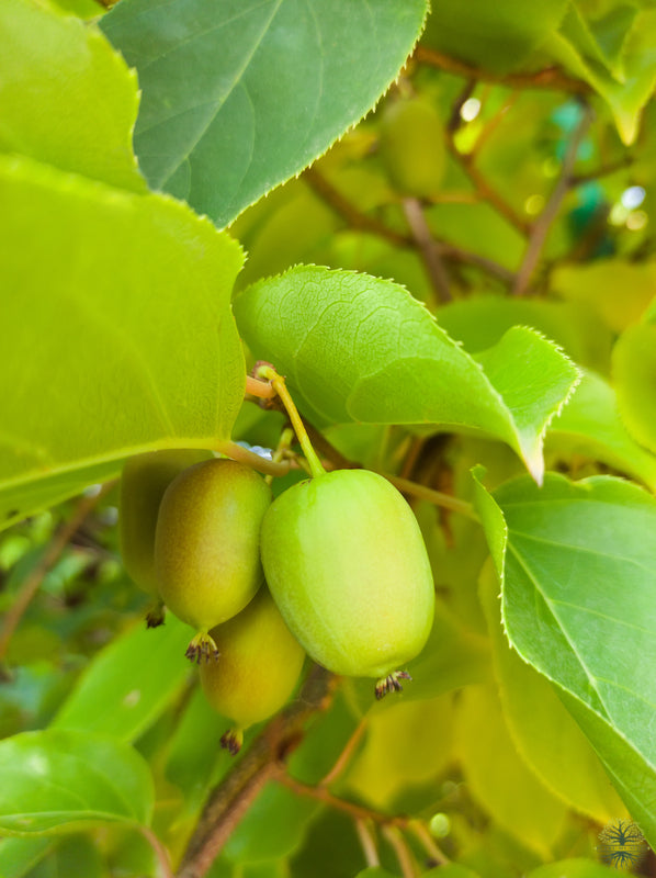 Mini Hardy Kiwi Berry Seeds (Actinidia arguta)