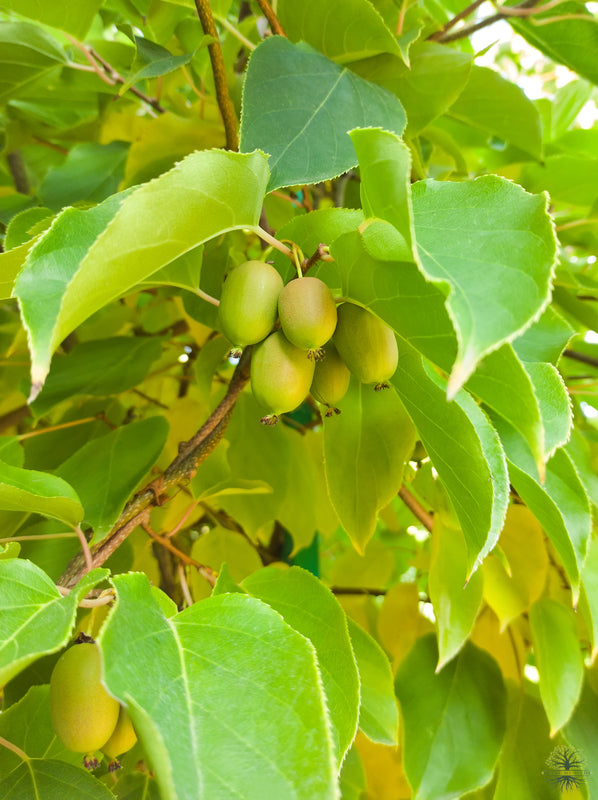 Mini-Kiwi Berry Seeds | Actinidia arguta