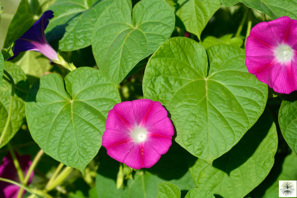 Buy Blossom Bright: Pink Morning Glory in Your Garden