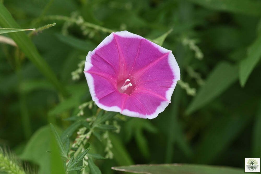 Red Rosy Morning Glory Flower Seeds