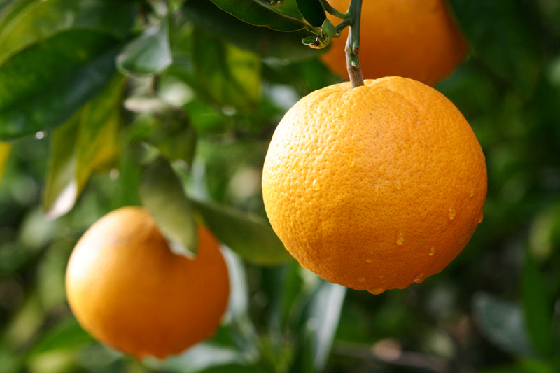 Buy Seeds  | Orange Fruit Tree Seeds | Organic, Heirloom - Ireland