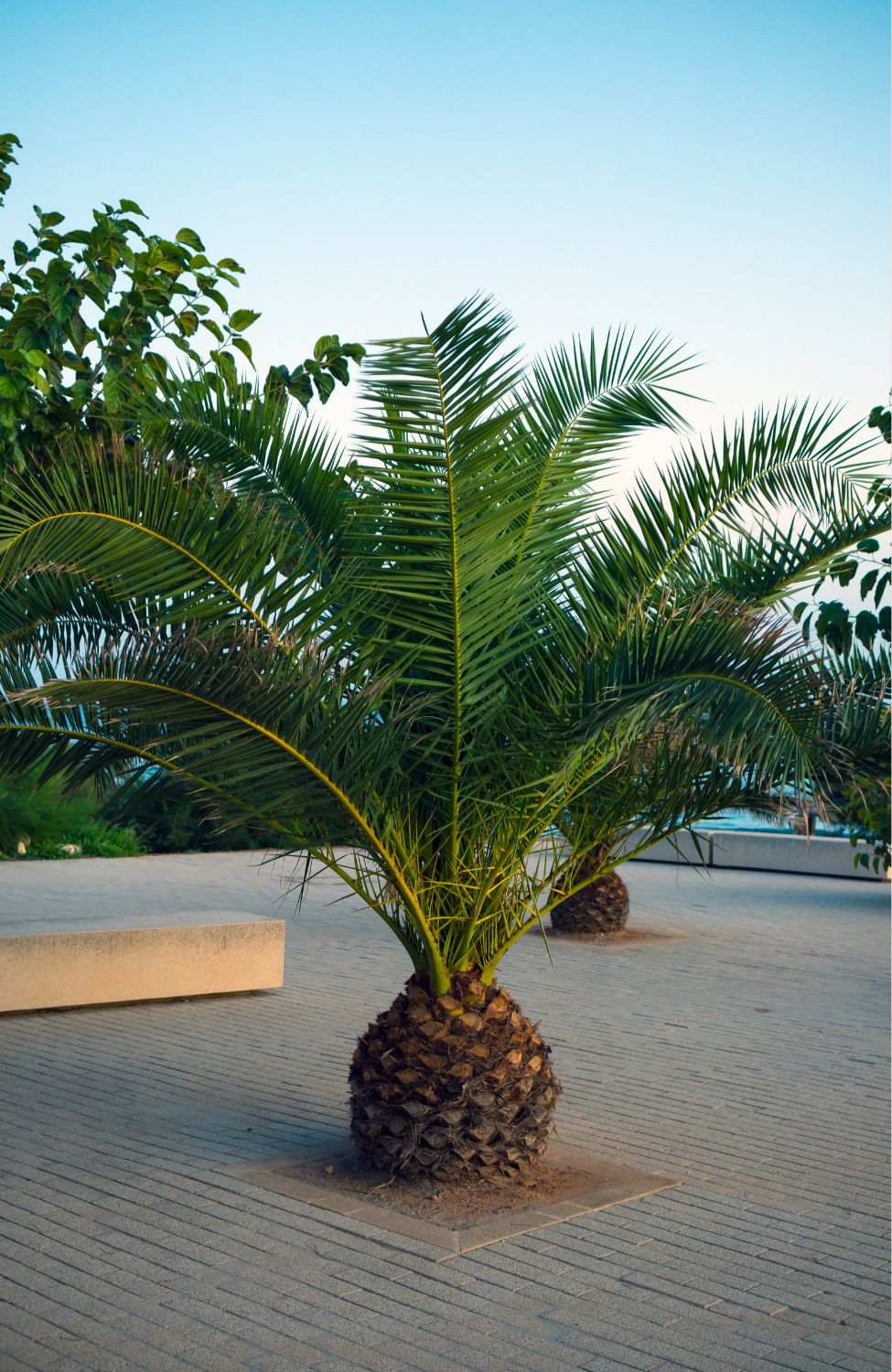 Buy Phoenix Canariensis Seeds - Grow Your Own Palm Trees at Home!