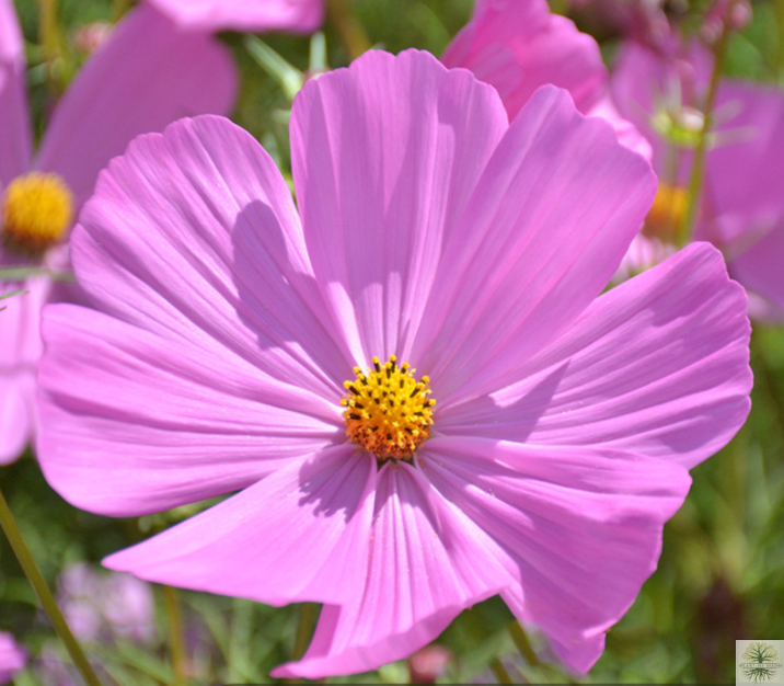 Pink Cosmos Tall Flower Seeds | Bipinnatus