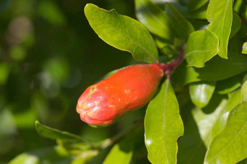 Pomegranate Seeds Showcase: Ready to Plant