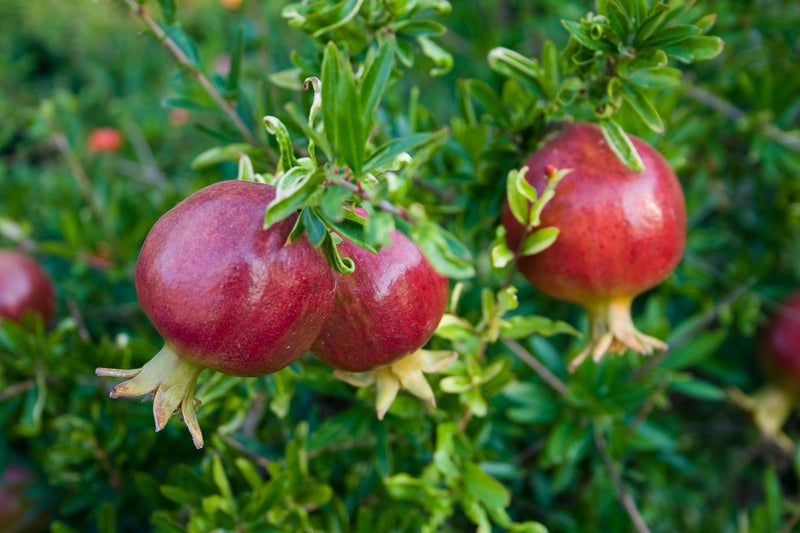 Cultivate Sweetness with Pomegranate Seeds