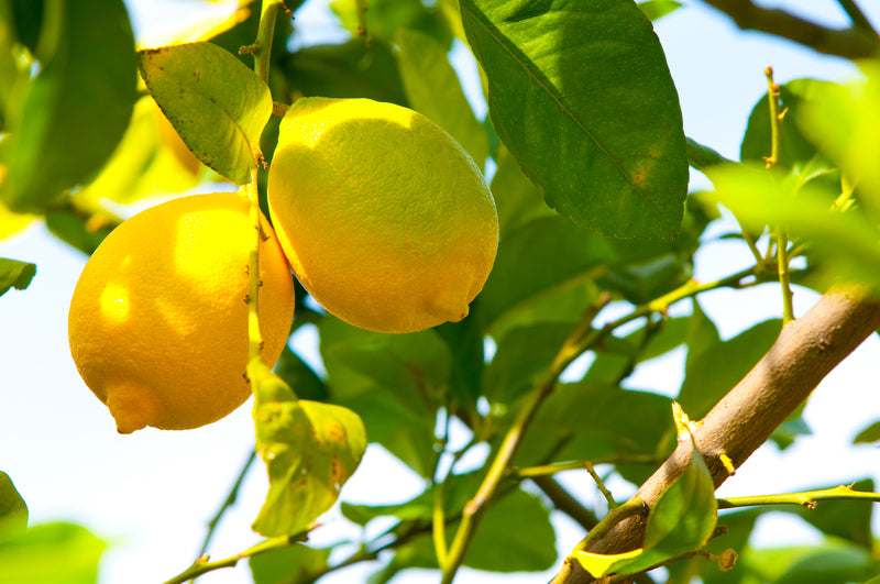 Buy Seeds | Lemon Fruit Tree Seeds | Organic, Heirloom - Ireland