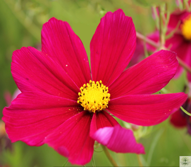 Red Cosmos Dwarf Flower