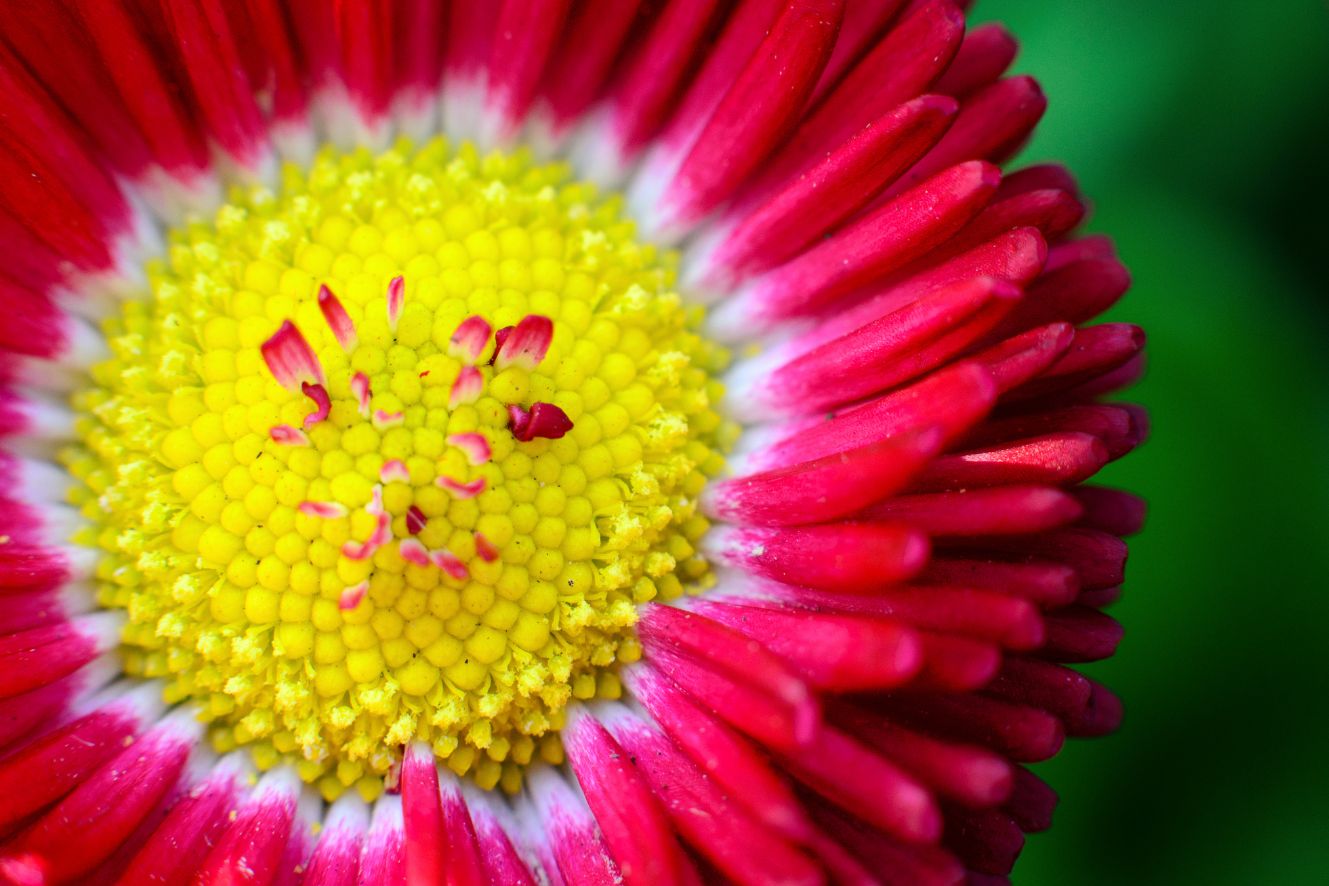 Premium Scarlet Blossom English Daisy Seeds - Start a stunning floral display with these high-quality seeds