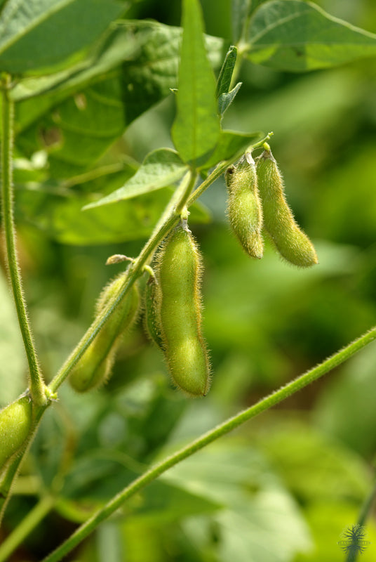 Soybean Seeds | Soyabean