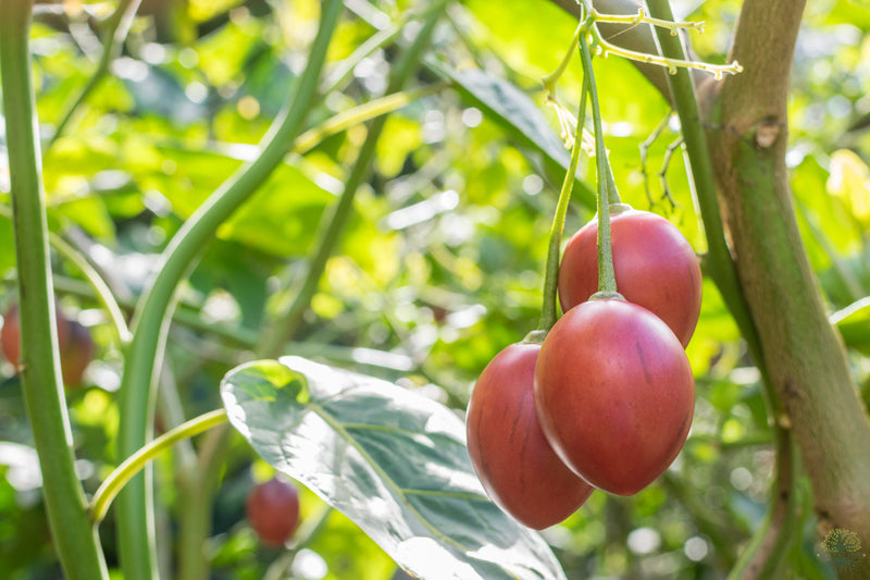 semillas de tamarillo | Fruta de tomate de árbol - Cyphomandra betacea