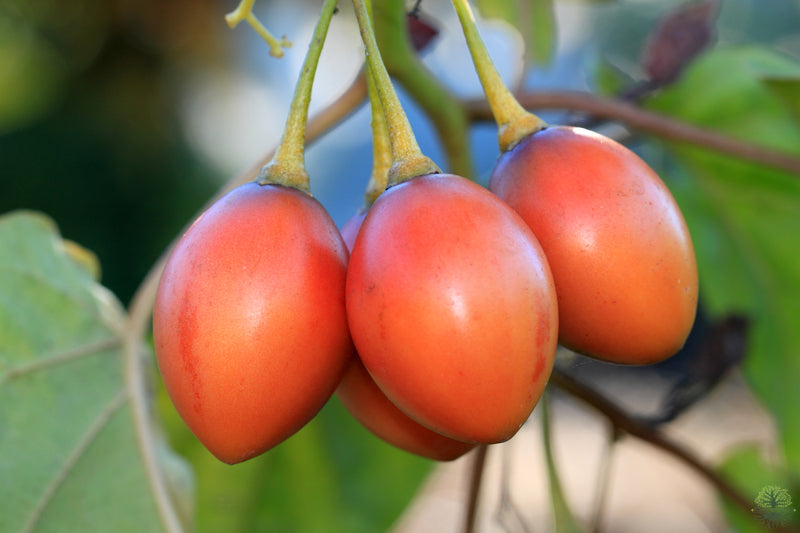 semillas de tamarillo | Fruta de tomate de árbol - Cyphomandra betacea
