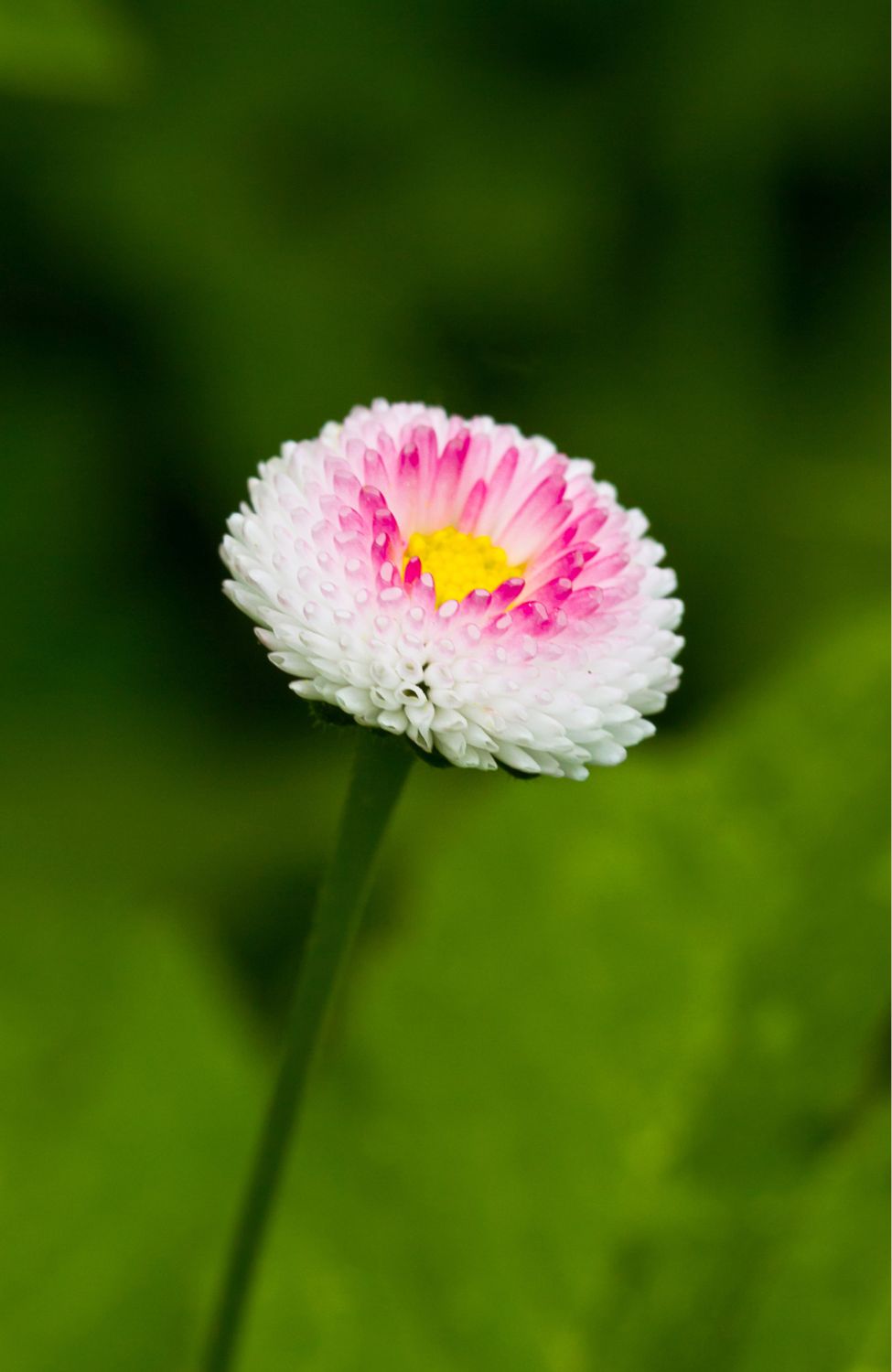 Big Pink English Daisy Seeds - Grow large and captivating pink daisies in your garden