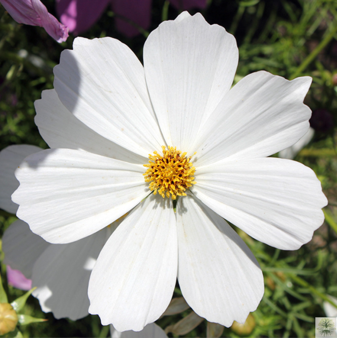 White Cosmos Tall Seeds | Bipinnatus