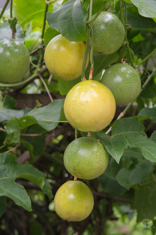 Buy Seeds | Yellow Passionfruit Tree | Sweet granadilla - Exotic Seeds