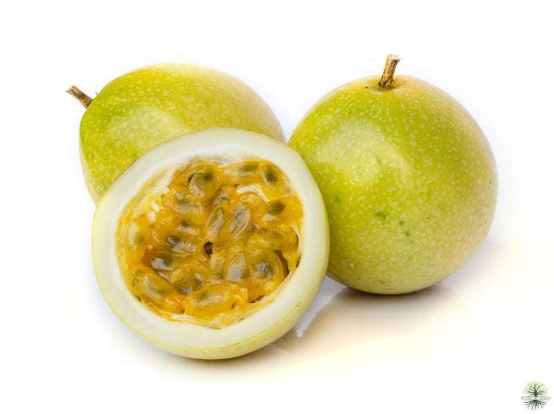 Buy Seeds | Yellow Passionfruit Tree | Sweet granadilla - Exotic Plants