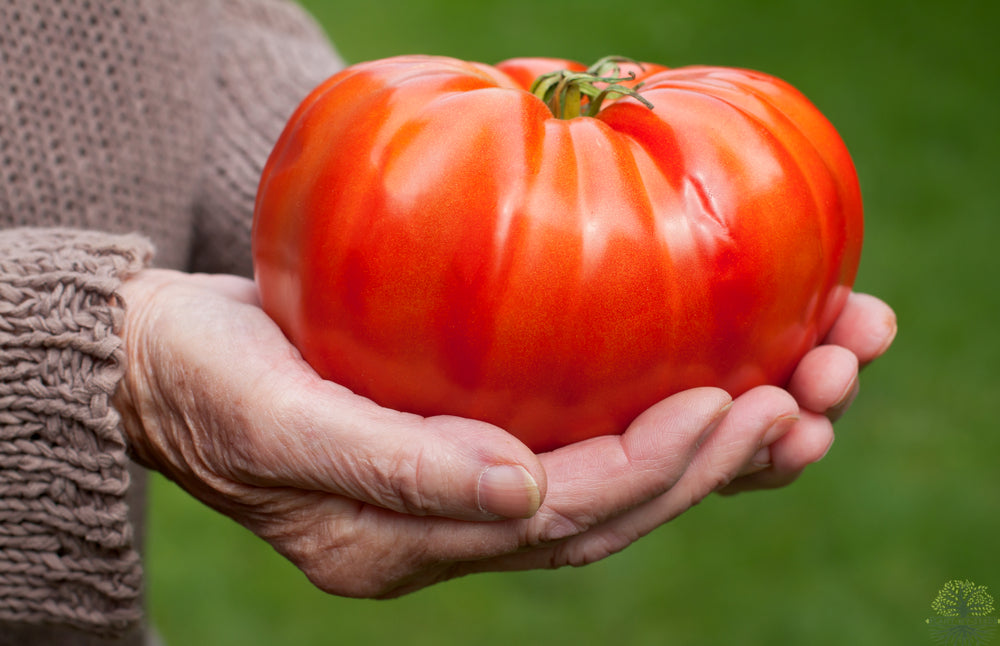 Buy Giant Organic Tomato Seeds - Grow Flavorful Homegrown Giants