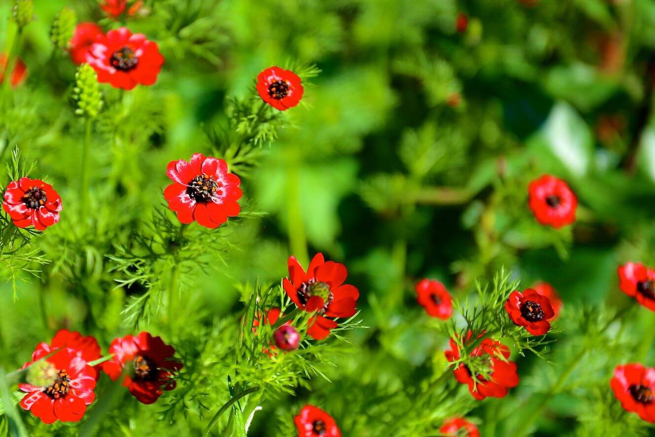 Striking Autumn Red Adonis Aestivalis Seeds - Add a pop of intense color to your outdoor space in the fall