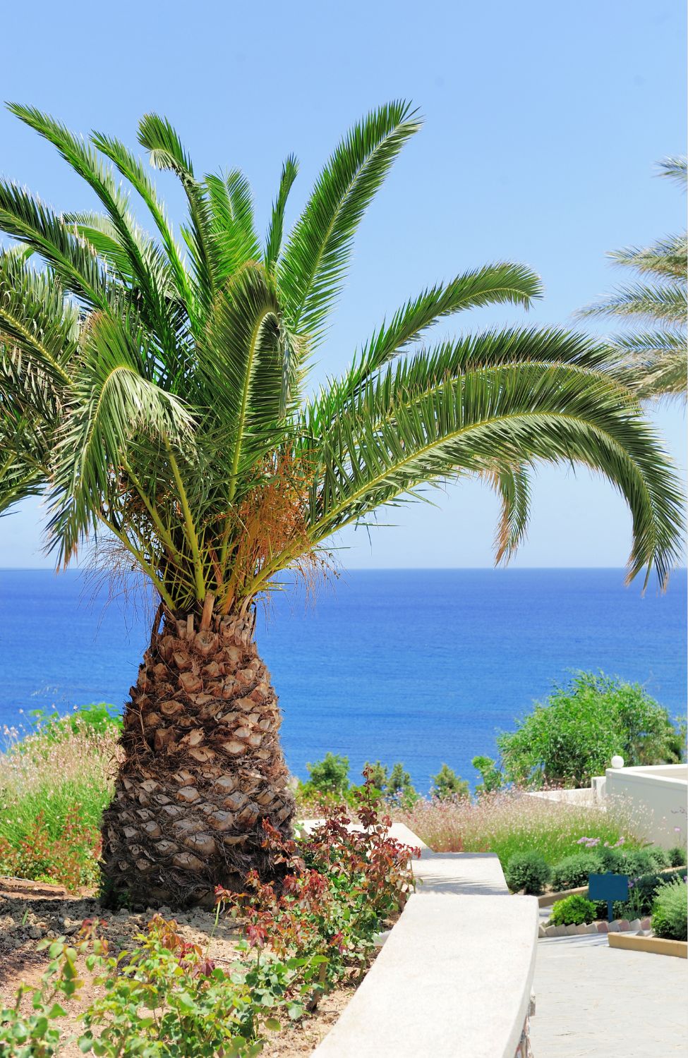 Grow Your Own Palm Trees with Phoenix Canariensis Seeds - Order Now and Start Your Gardening Adventure!