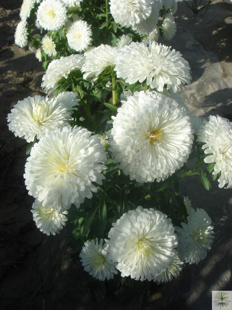 Semillas de flores altas de aster blanco