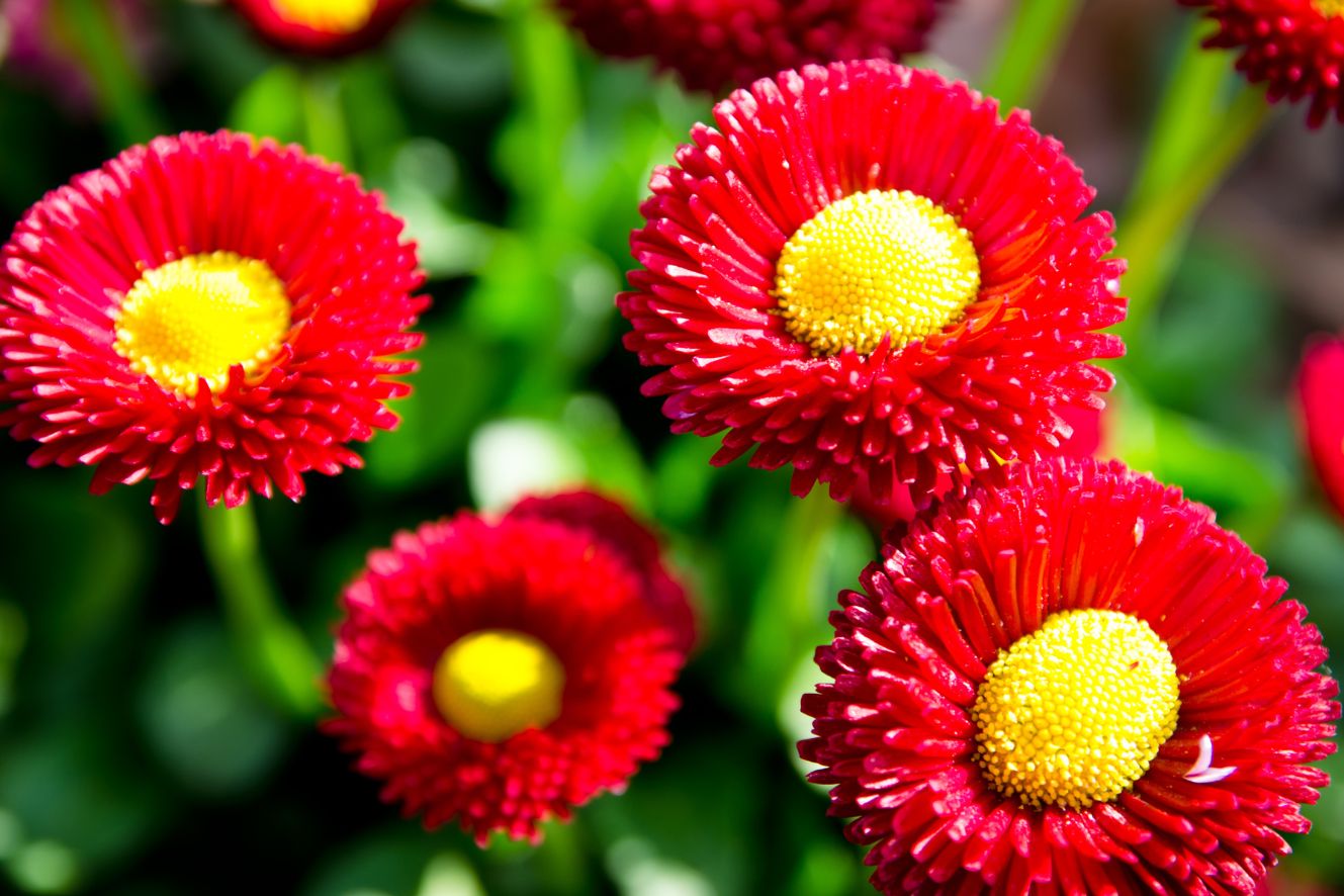 Ruby Delight English Daisy Seeds - Cultivate striking red blooms for a captivating garden