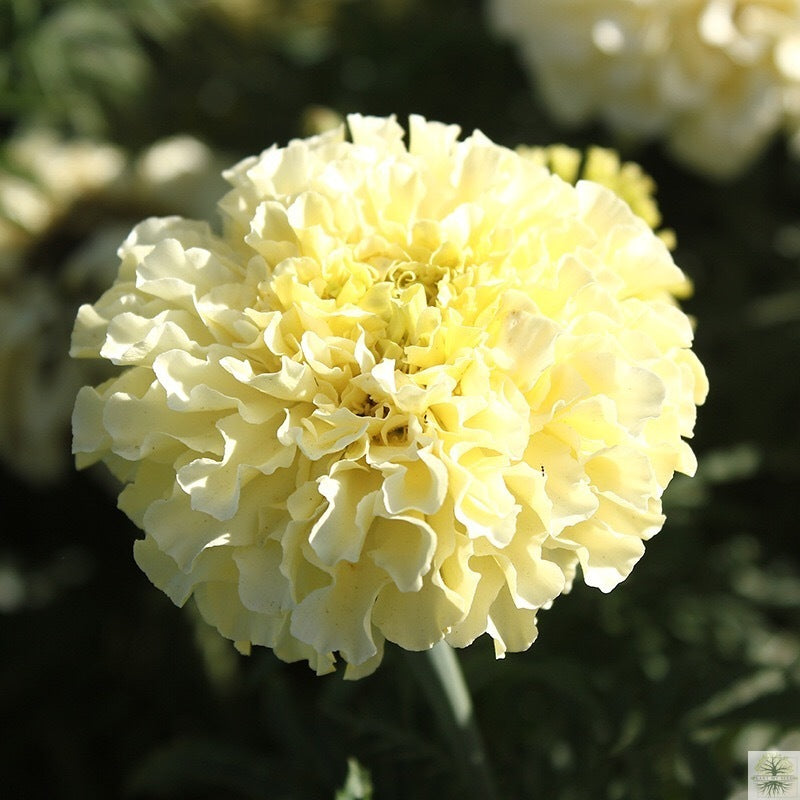 White African Tall Marigold Flower Seeds