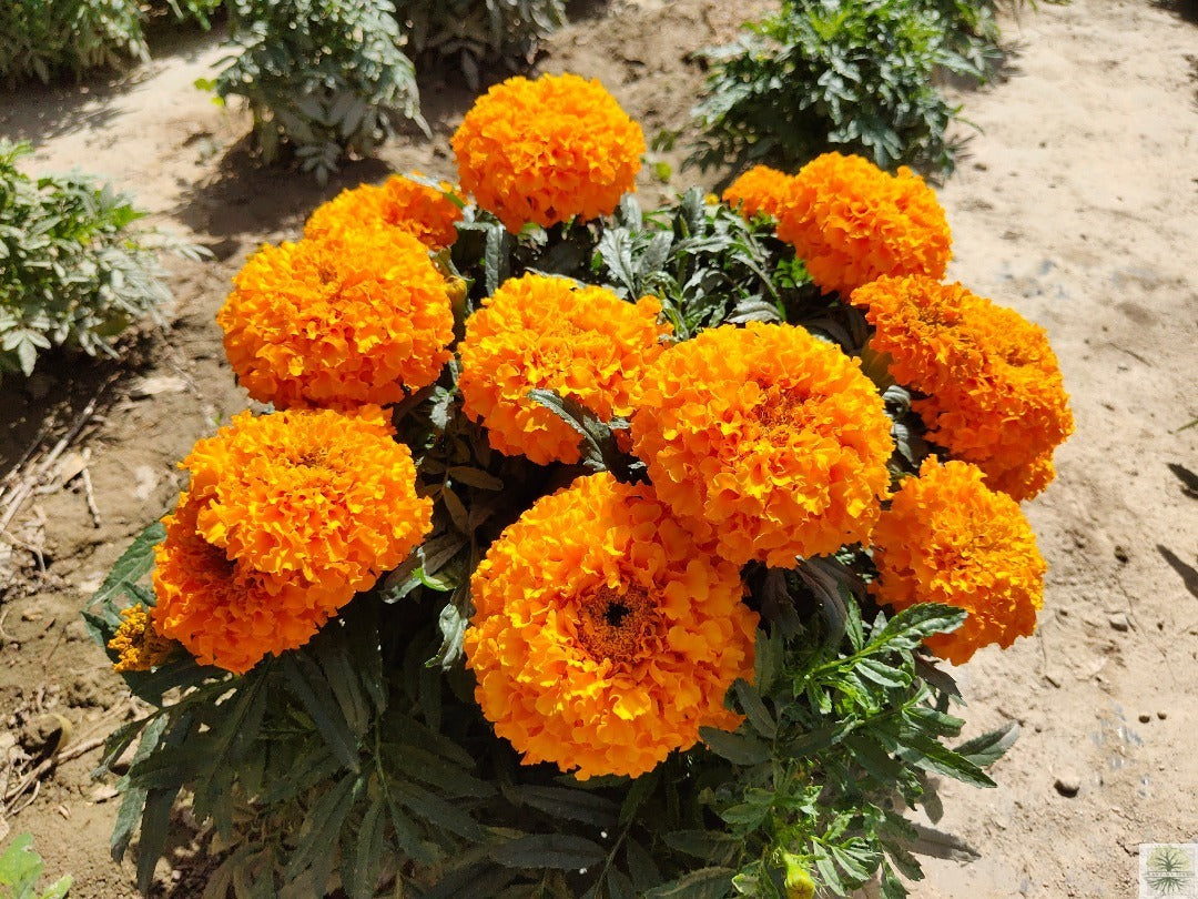 Semillas altas de flor de caléndula africana naranja