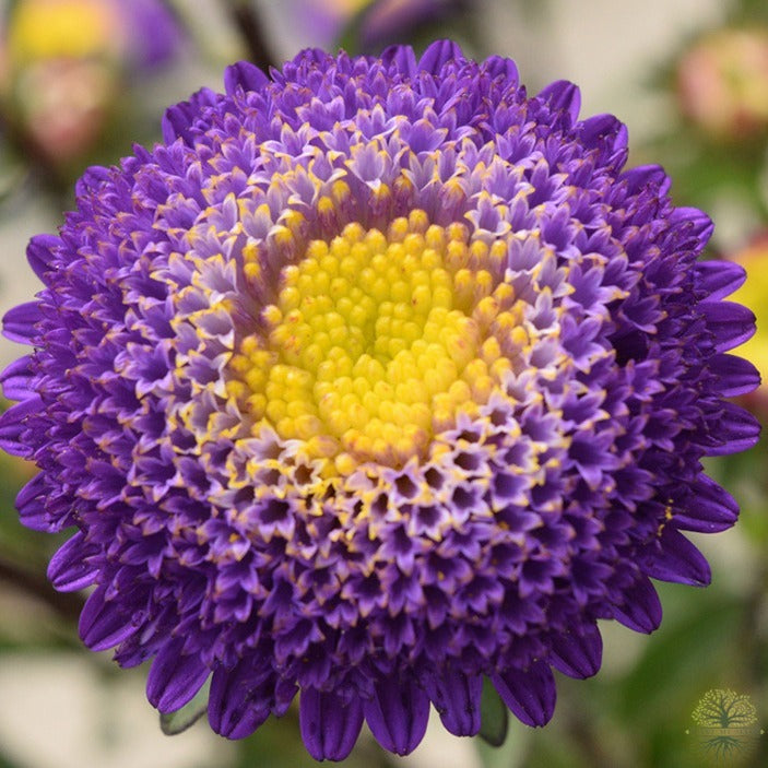 Purple Aster Flower Seeds