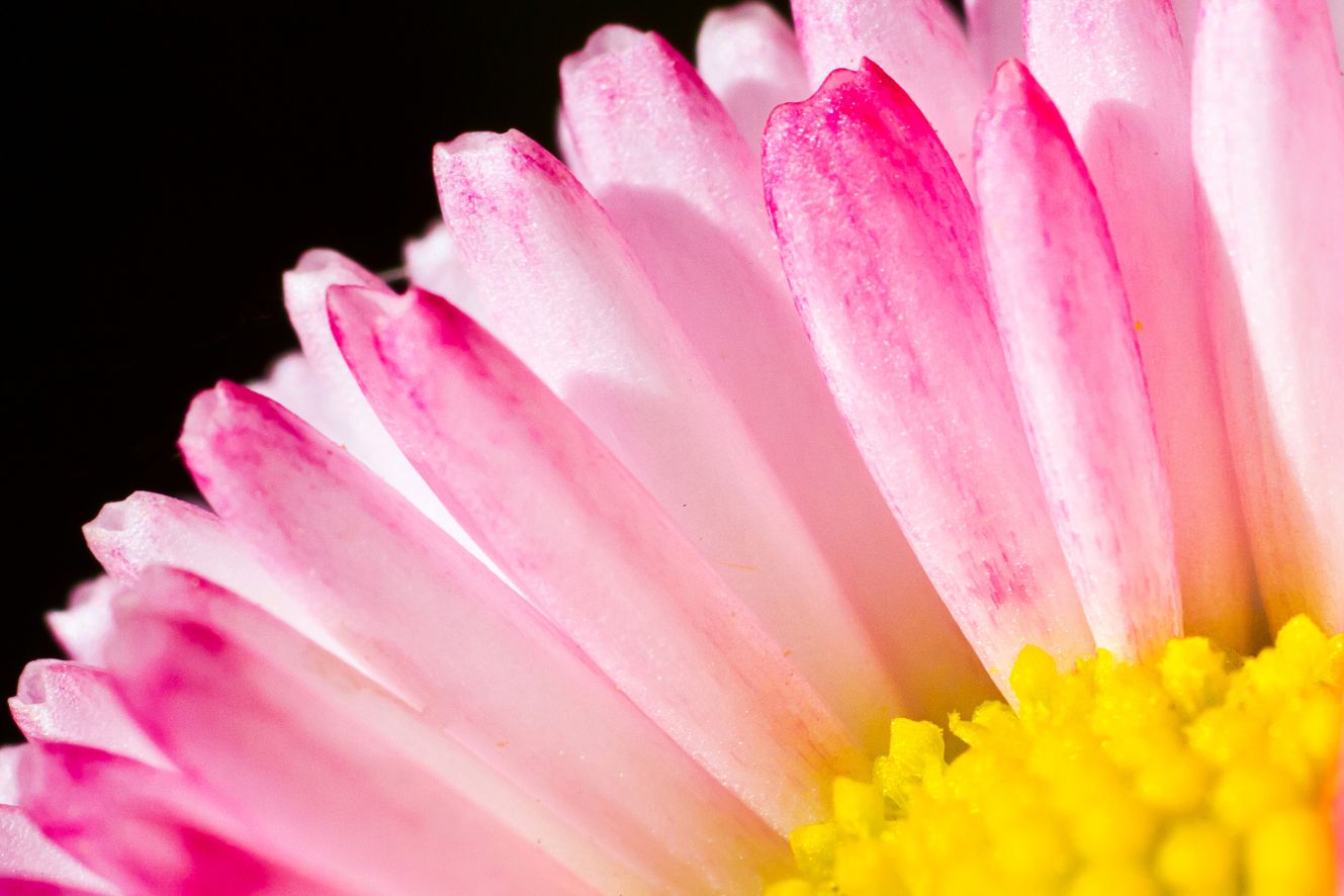 Big Pink English Daisy Seeds - Cultivate bold and beautiful pink blooms for a vibrant garden