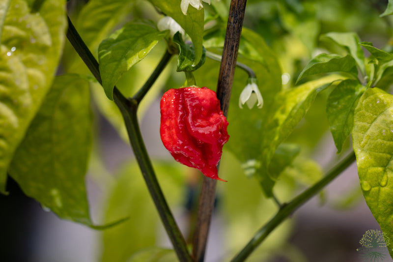 Get the hottest peppers around with our Carolina Reaper Pepper Seeds 
