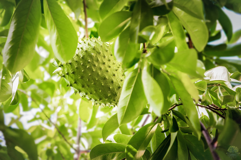 Soursop Seeds | Guanabana - Annona Muricata