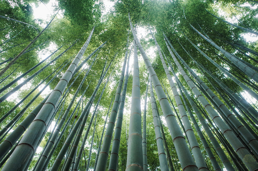 Giant Bamboo Seeds | Dendrocalamus Peculiaris