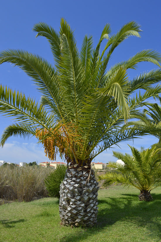 Sago palmefrø | Cycas revoluta