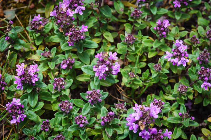 Buy Seeds | Thyme Purple Creeping Herb Seeds | Thymus serpyllum