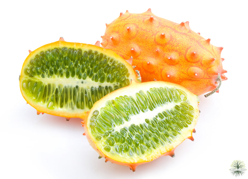 Grow Your Own Kiwano - Shop Now!