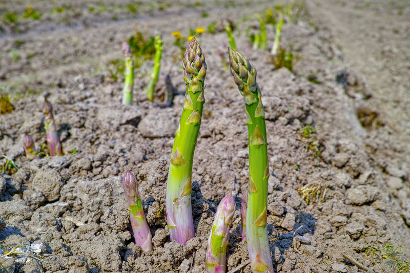 Grow with F1 Portlim Asparagus Seeds - Shop now