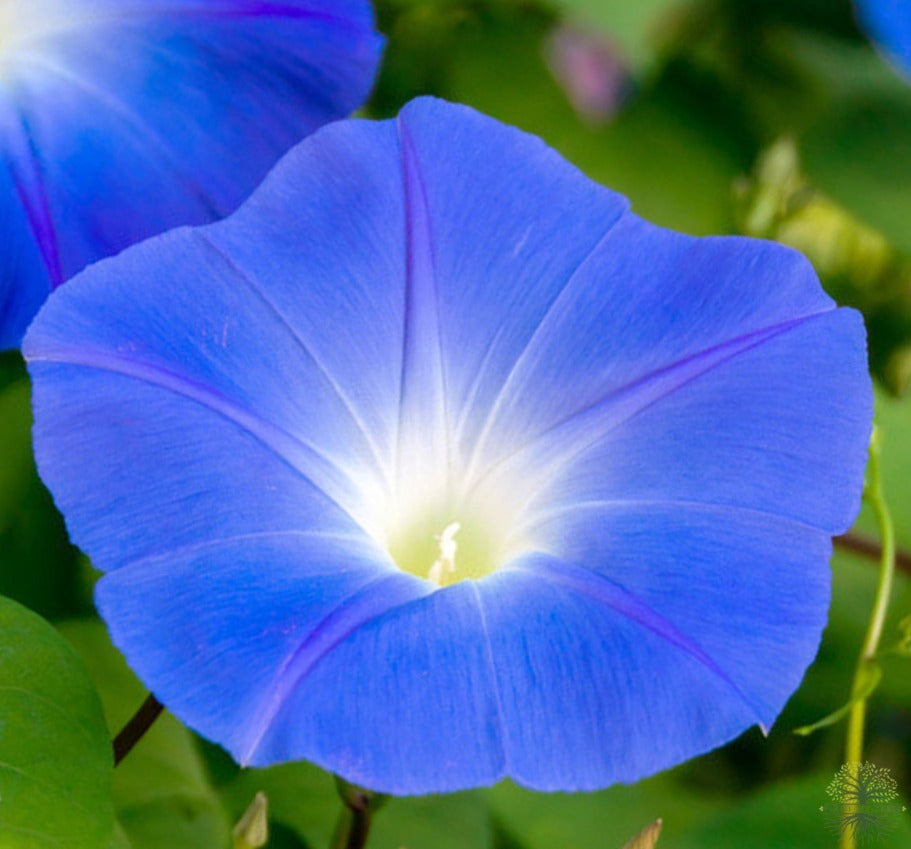Blue Morning Glory Flower Seeds | Heavenly