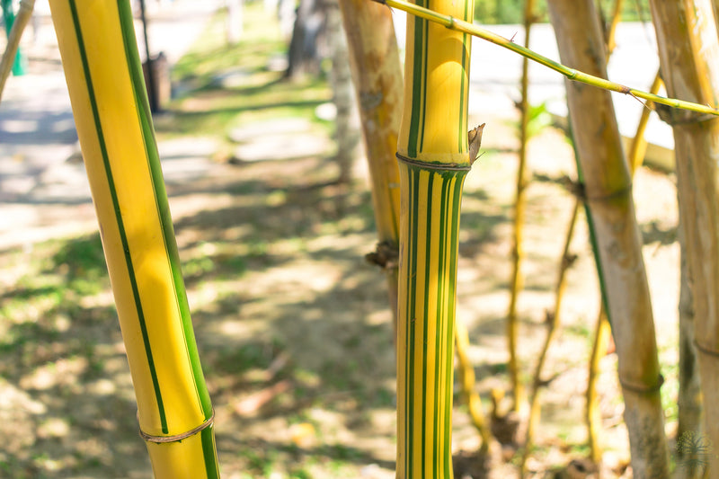 Buy Bicolor Striped Bamboo Seeds - Green Elegance