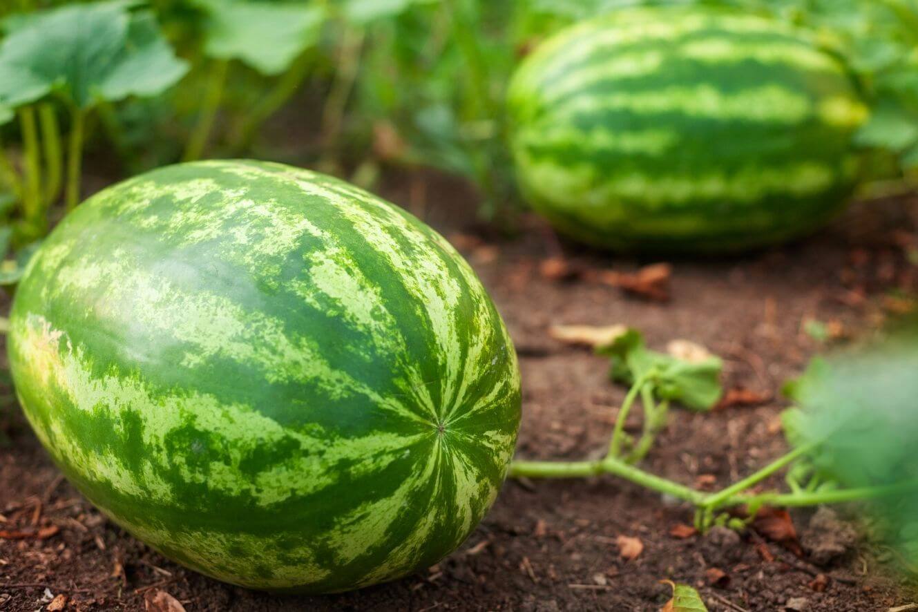 Grow Your Own Big Watermelon with our Top-Quality Seeds