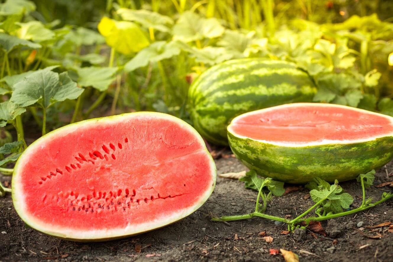 Big Watermelon Seeds - Buy Fresh and Premium Quality Seeds Online